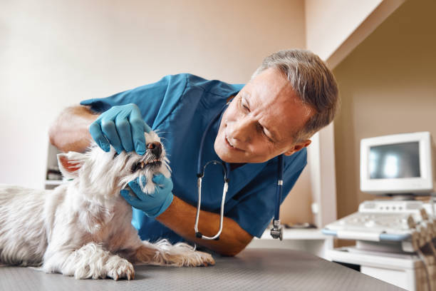 Best Holiday Emergency Dentist in Laramie, WY